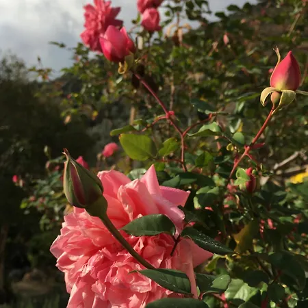 Гостевой дом Ai Cinque Campanili 4*