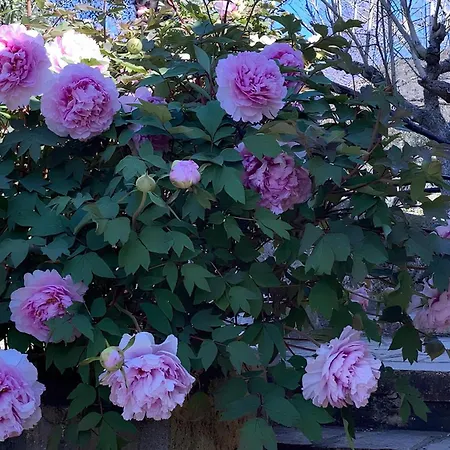 Ai Cinque Campanili Гостевой дом 4*