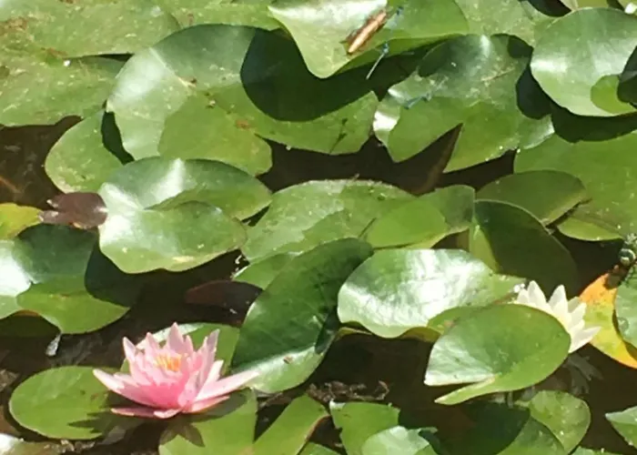 Ai Cinque Campanili Pensionat Finale Ligure