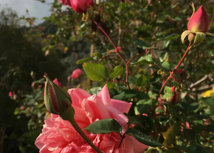 Gasthuis Ai Cinque Campanili 4*