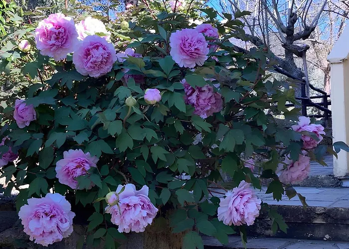 Ai Cinque Campanili בית הארחה 4*